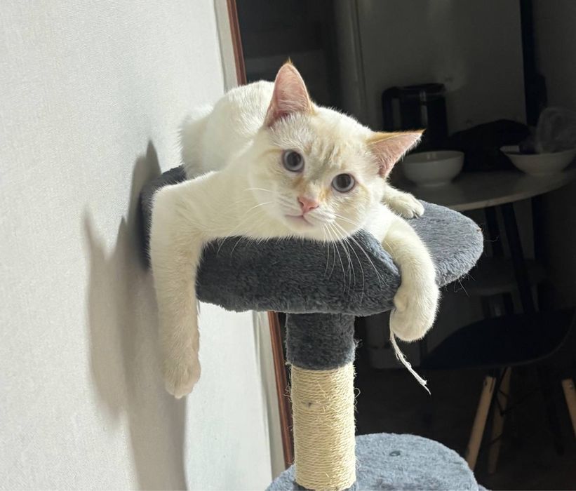 Отдам котенка в добрые руки