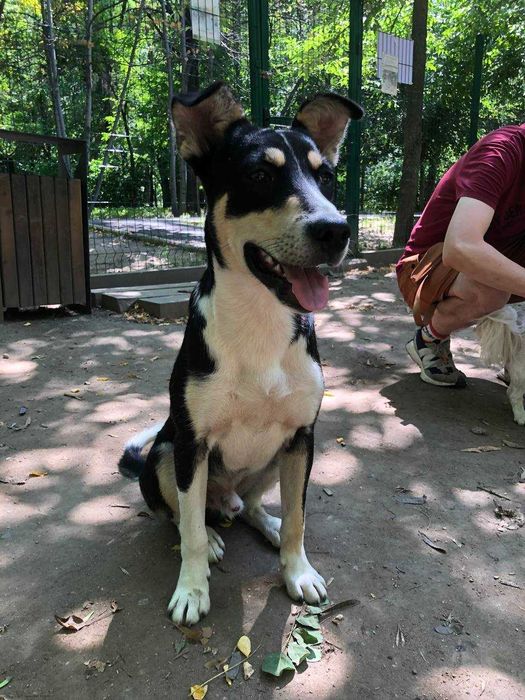 Молодой пес Джусай ищет дом