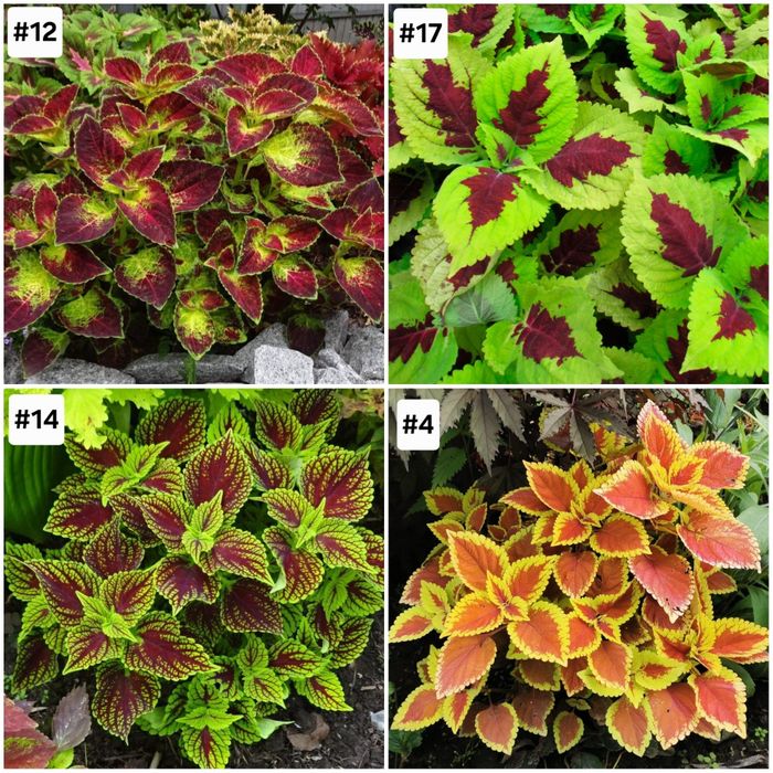 Цветы и растения