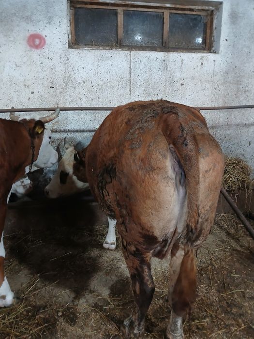 Vând 2 vaci baltata