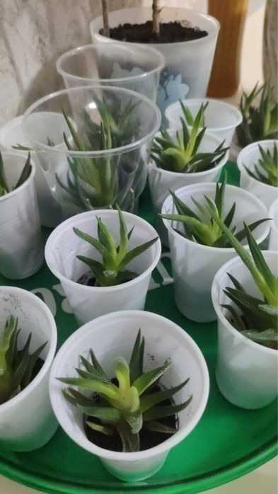 Продам комнатные цветы