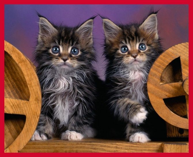 Mushukchalar sotiladi