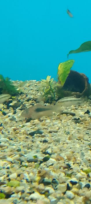 Барбус суматранский