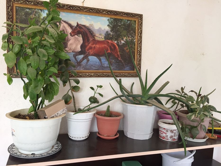 Гүлдер сатылады