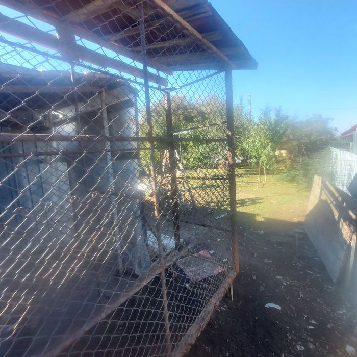 Vand porumbar(coser porumb)