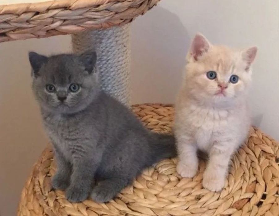 Замечательные Котяточки