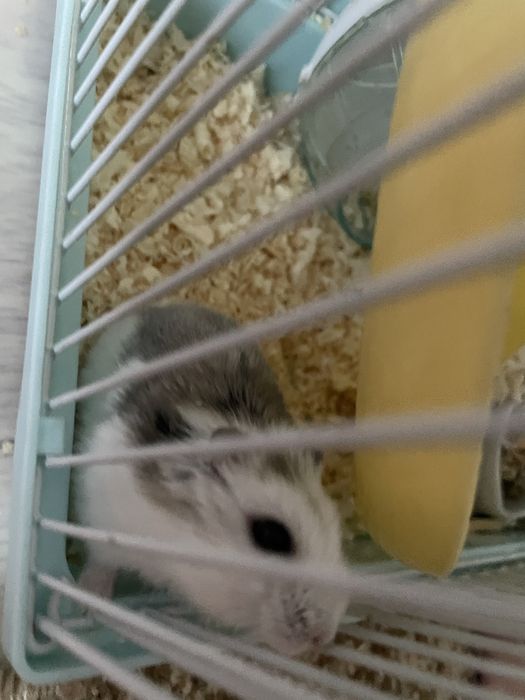 Продам хомяк с клеткой