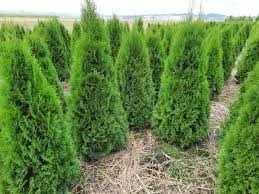 Gazon rulou și plante Ornamentale