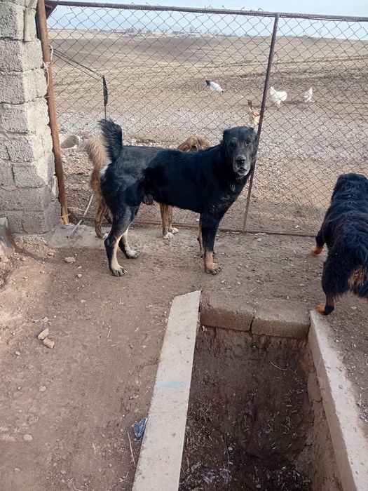 Продаётся щенки алабая