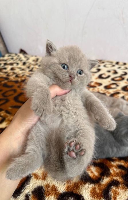 Открыт бронь на элитных котят Чистакровные Скотиш Фолд и Страйты