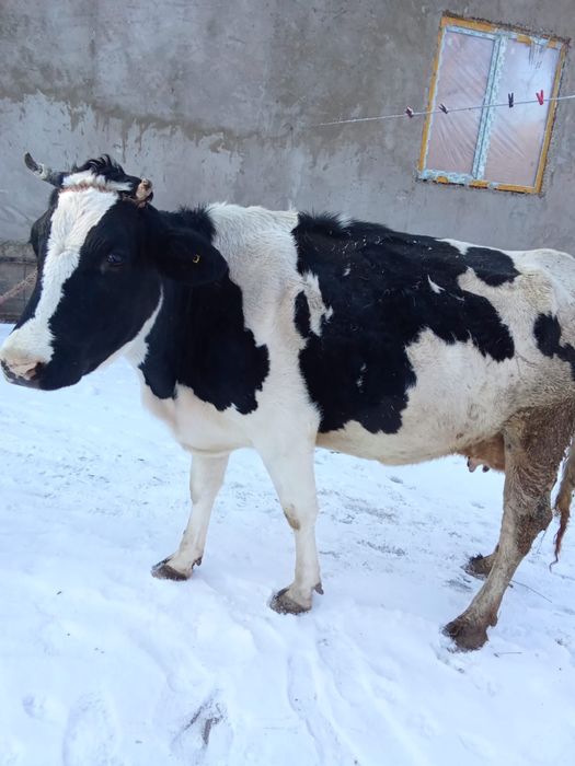 Сиыр Корова 8 жасар