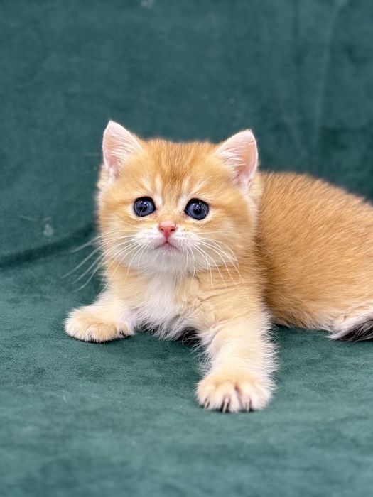 Британские Золотые Шиншилки