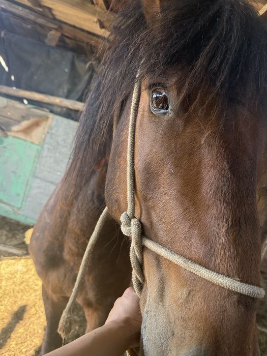 5 жасар Айғыр жуас