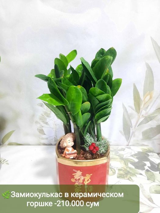 Декабрист, Антуриум, Рускус, Хамедорея и др