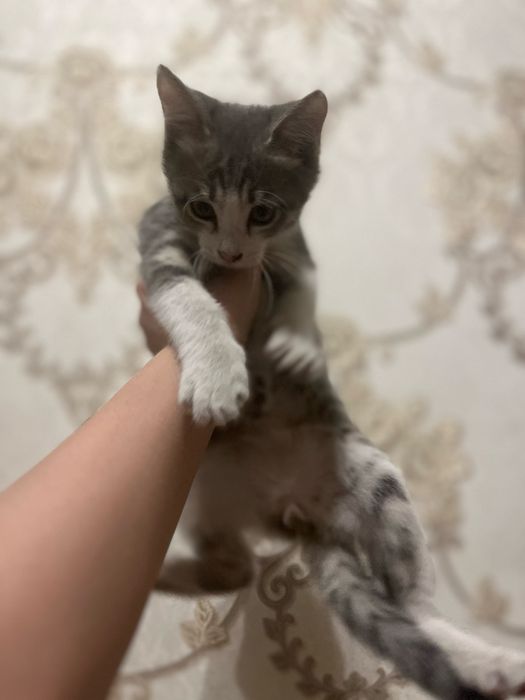 Отдам котенка в хорошие руки
