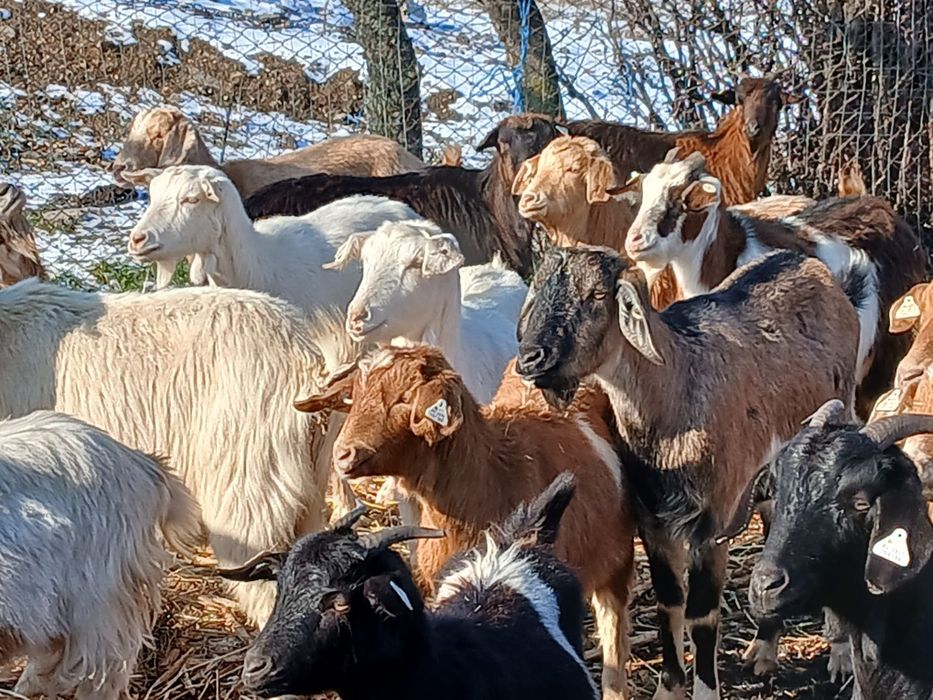 Vând capre tinere si oi carabase