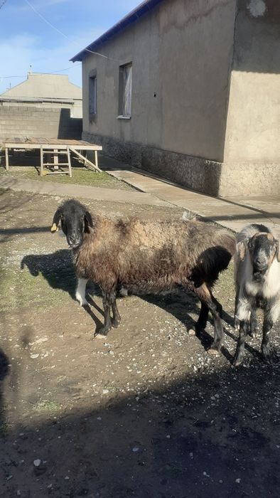 Қои сатылады жем жеп тұрған