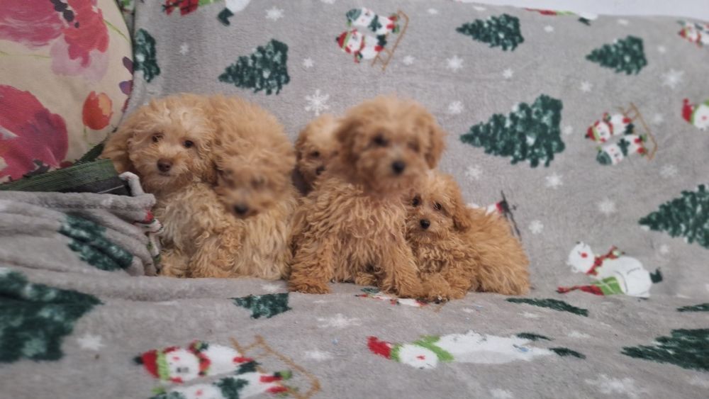 Пудел Той пуделчета момичета