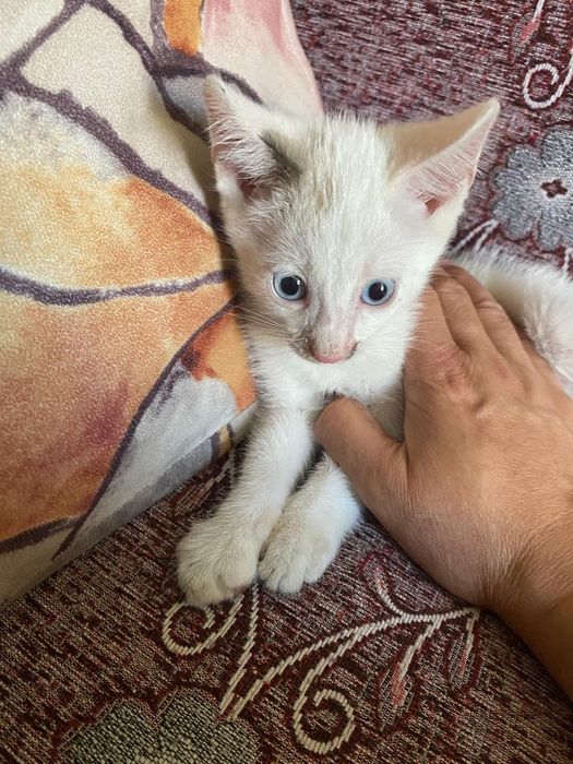 Отдам котят белых