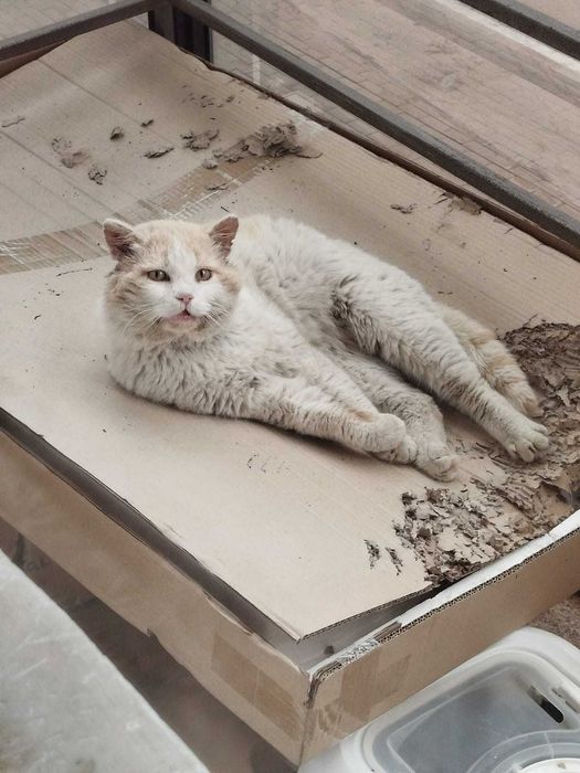 Срочно дом котику (британец, 4 года)