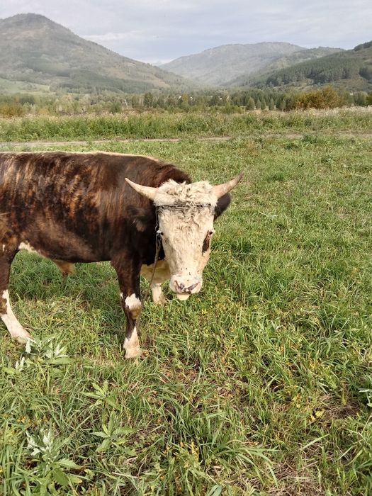 Продам или поменяю