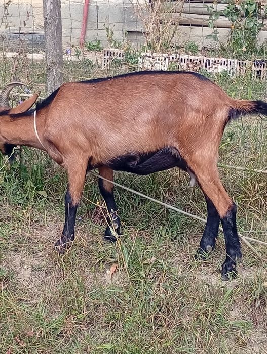 Vând capra alpina de lapte la prima fătare