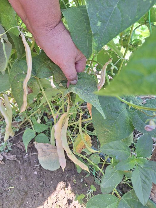 Seminte de fasole roză pe par