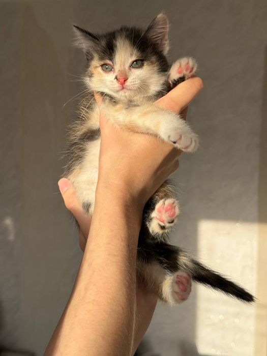 Отдадим котят в добрые руки