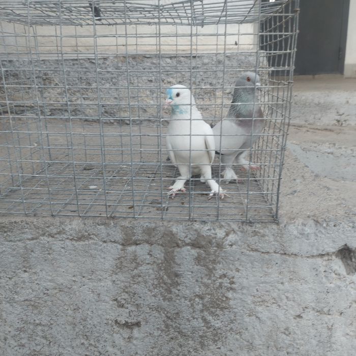 Бели такла самец лет бой тяга