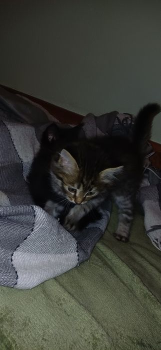 Продам котят (мальчики), 1 месяц