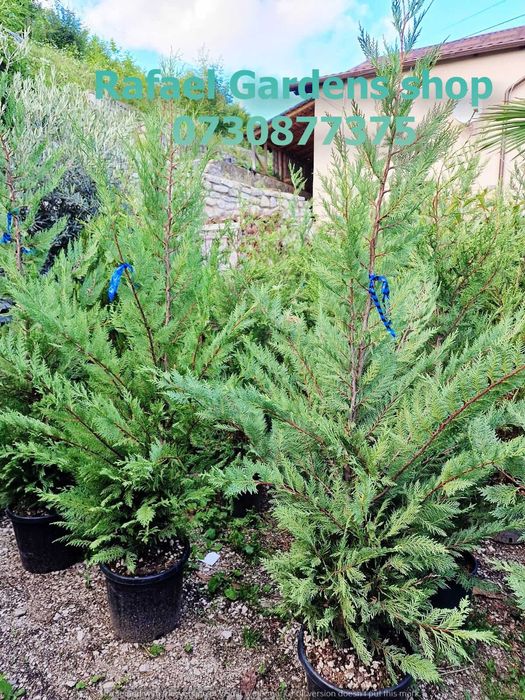 Leylandii Cupressocyparis Ornamental – Livrare Rapidă și Plantare