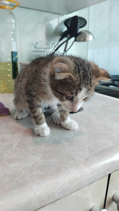 Продам вислоухого котёнка