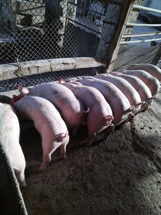 Свободни прасенца