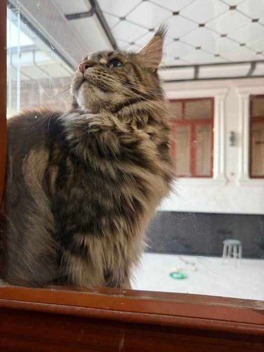 Роскошный крупный Мейн-кун в добрые руки. Верный друг и украшение дома