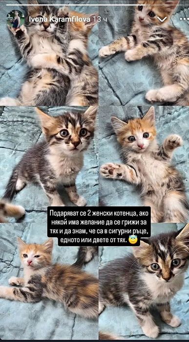 2 сестрички  пухкавелки
