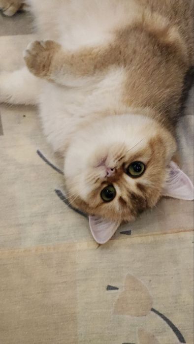 Продаются  кошечка британка