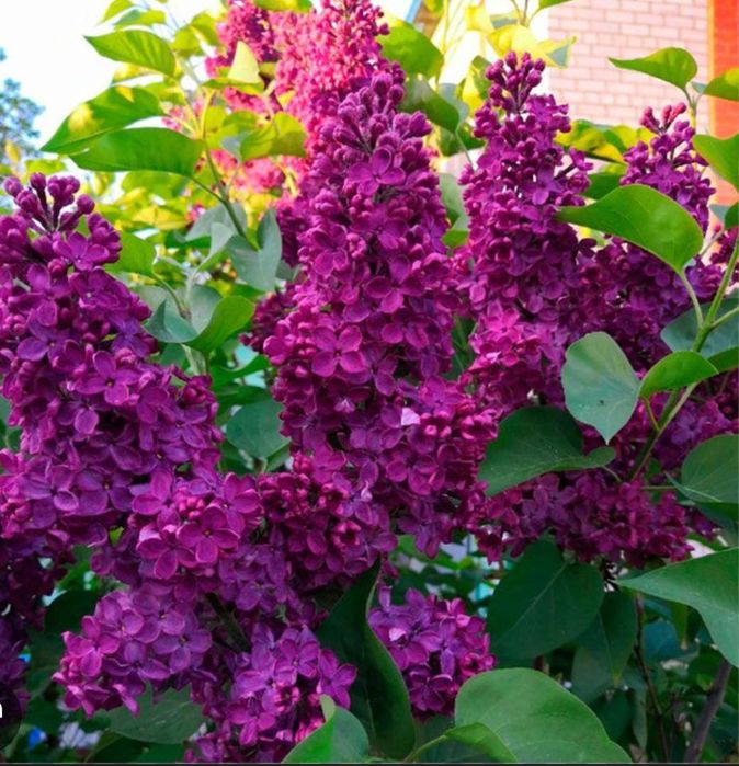 Букеты сирень бронь