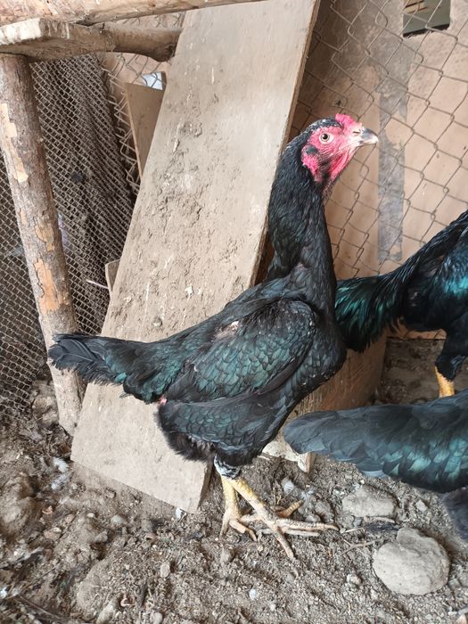 Дакан товуклар сотилади