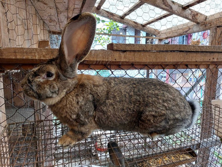 Iepuri urias gri german