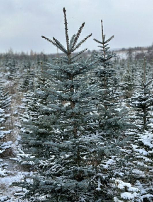 Brazi arginti cu radacină
