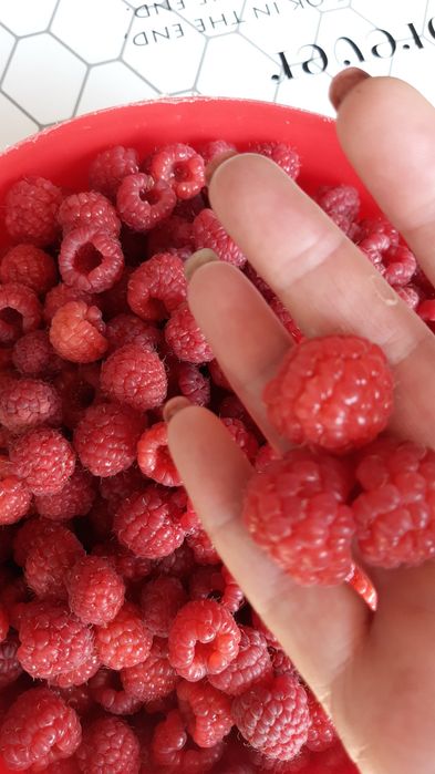 Продам саженцы сортовой малины