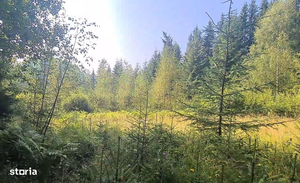 Neagra Sarului - Saru Dornei, Teren S = 6450 mp; 13 km de Vatra Dornei