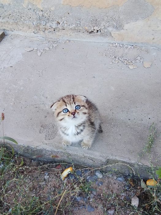 Котёнок вислоухий
