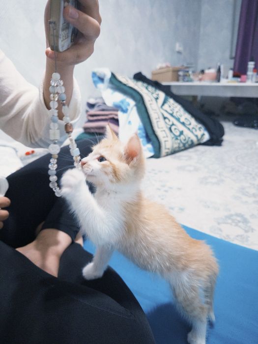 Кошка.