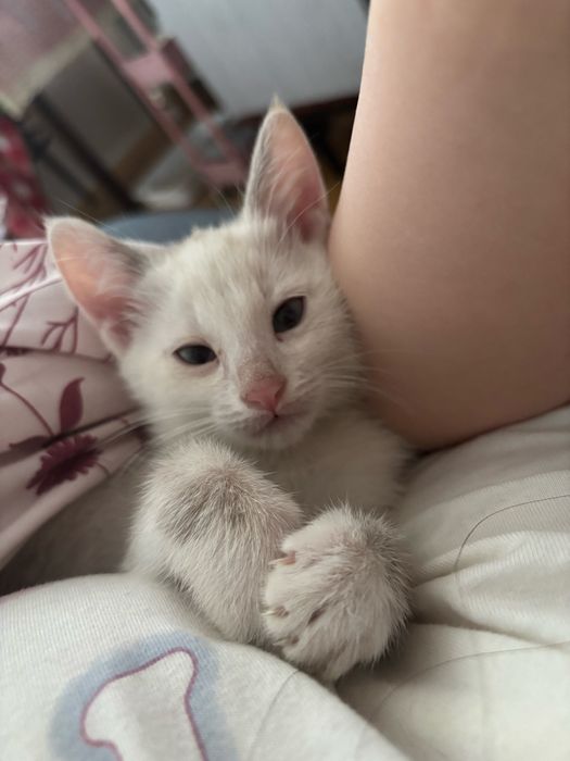 Котёнок девочка  в добрые руки