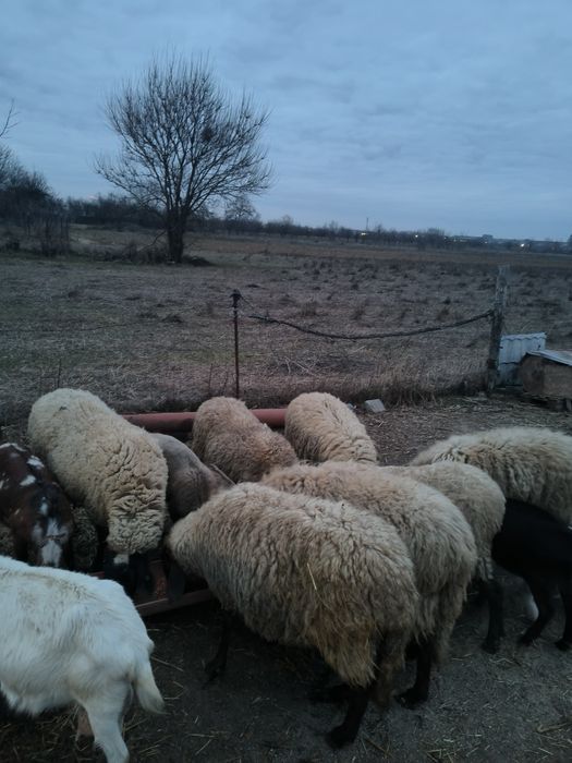 Oii carabase animale de vanzare