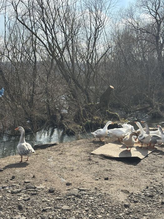 Продавам гъски носещи