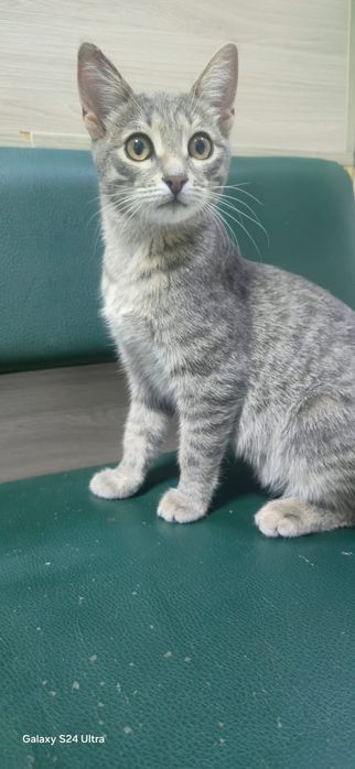 Пристраиваются кошки