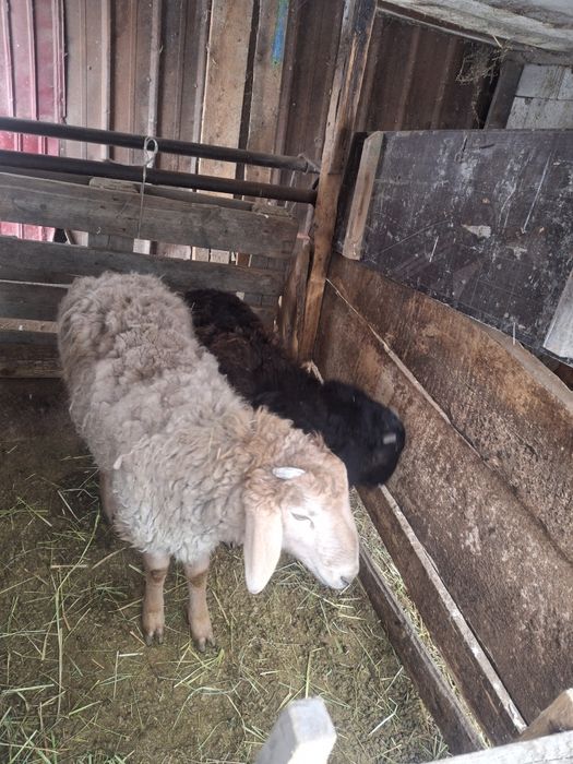 Продам тохтушек( кошкары )