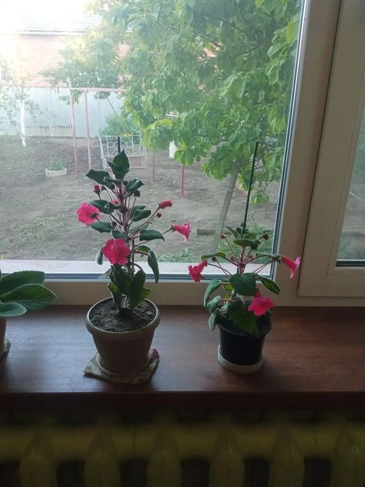 Продам цветы комнатные